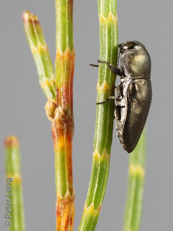 Anilara sp. Rotund, PL3408F, male, on Allocasuarina muelleriana ssp. muelleriana, SE, 5.1 × 2.2 mm